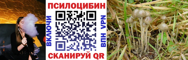дарк нет клад Чкаловск Псилоцибиновые грибы Cubensis где купить наркоту